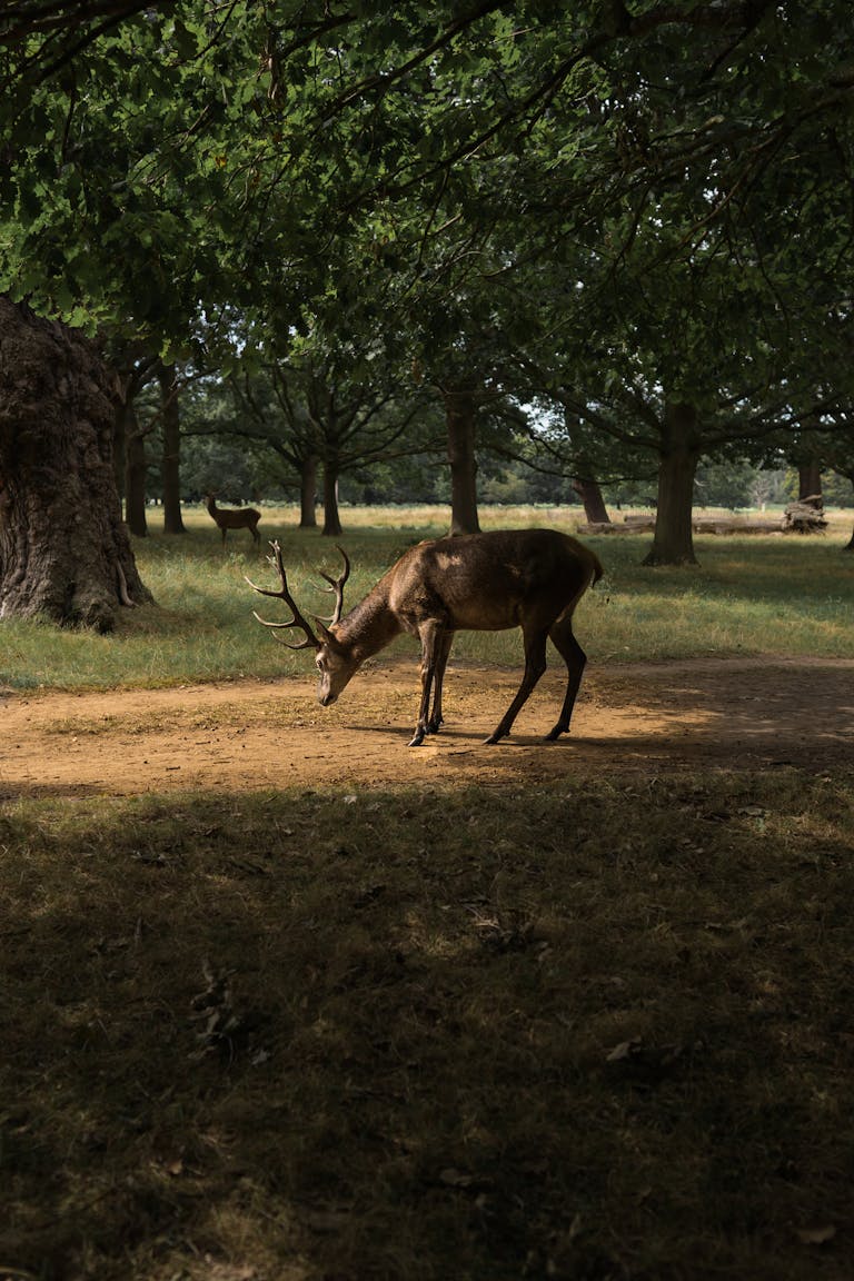 A serene photograph of a stag grazing in a sunlit forest clearing, showcasing wildlife in nature.