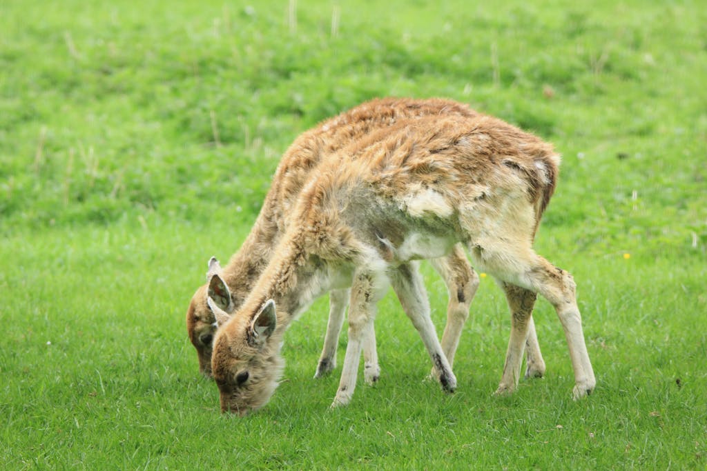 What to feed a fawn or baby deer?