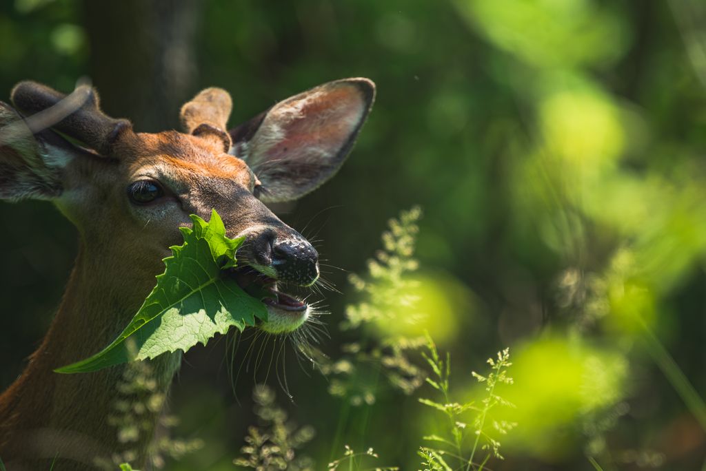 A deer enjoys a green leaf in a lush forest setting.