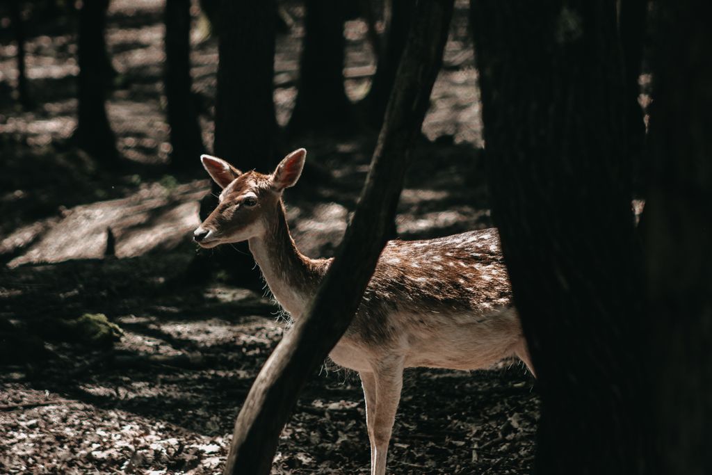 A deer stands gracefully in a sunlit clearing in the forest, showcasing nature's serene beauty.