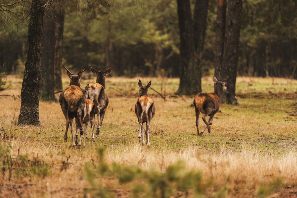 A group of roe deer gracefully running through a dense forest, illustrating wildlife in autumn.
