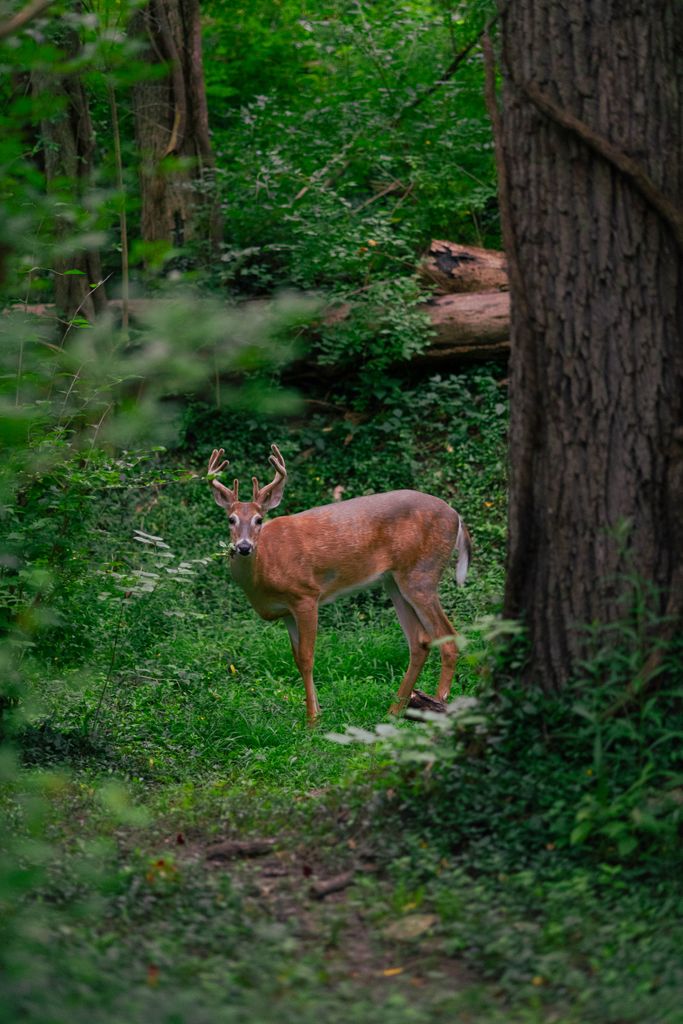 A white-tailed deer stands alert in a dense, green forest, surrounded by lush foliage.