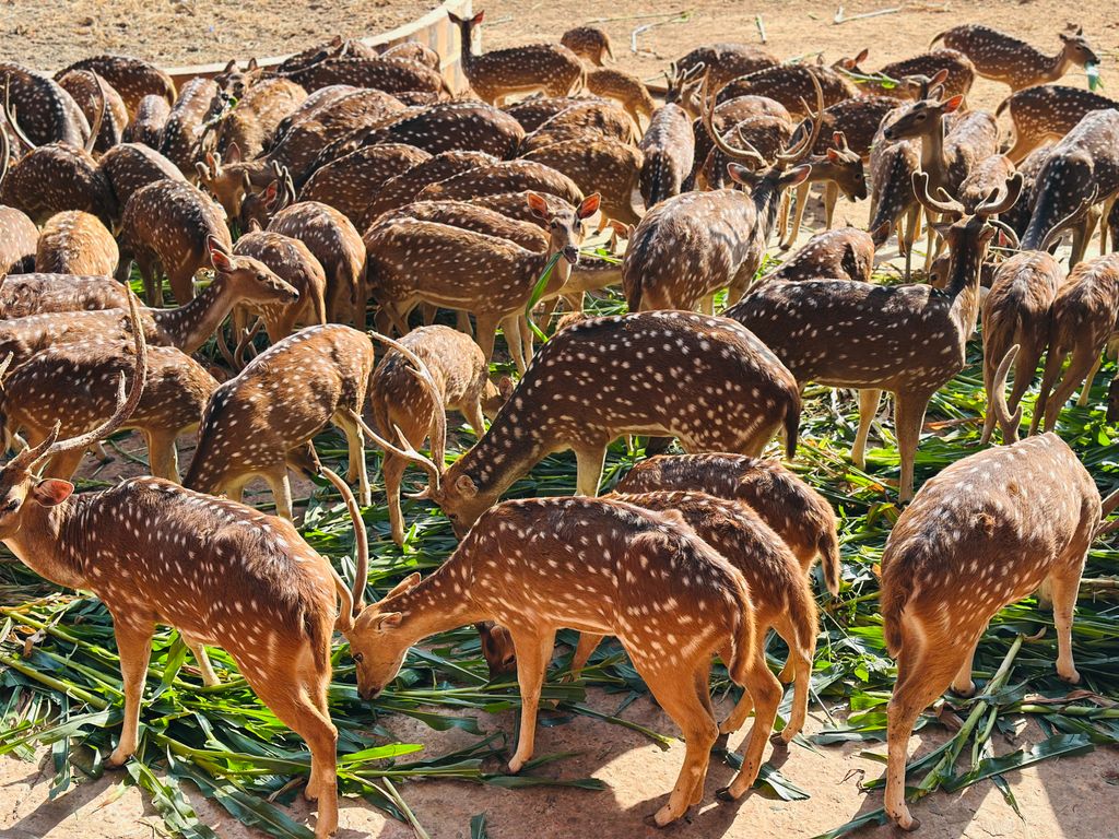 Herd of spotted deer grazing on fresh green foliage under sunlight.