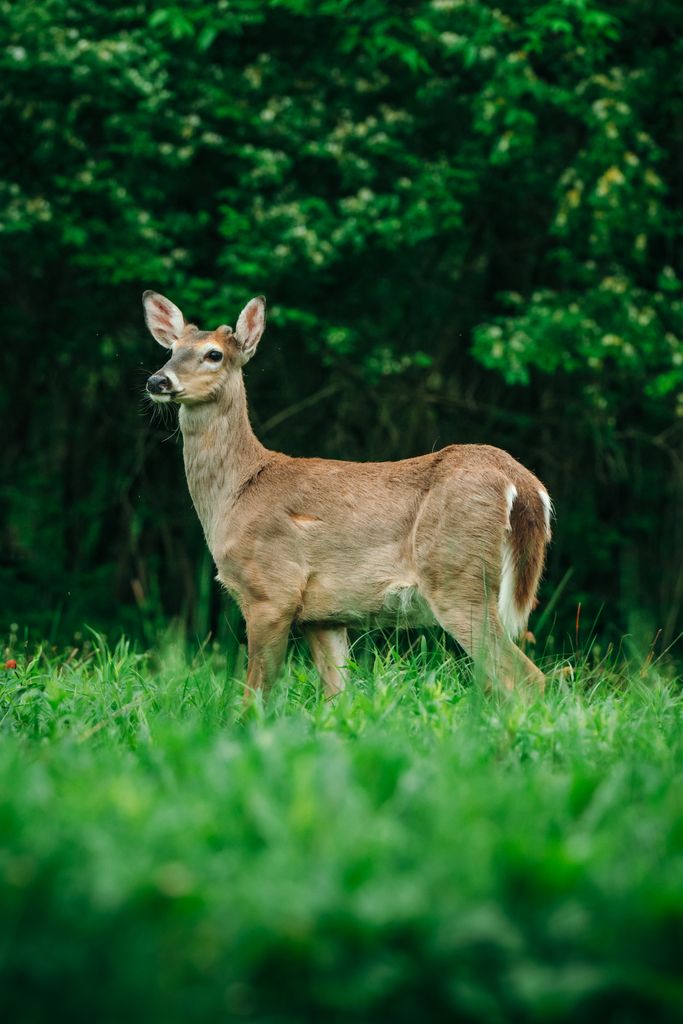 Majestic deer standing alert in a vibrant green forest clearing.