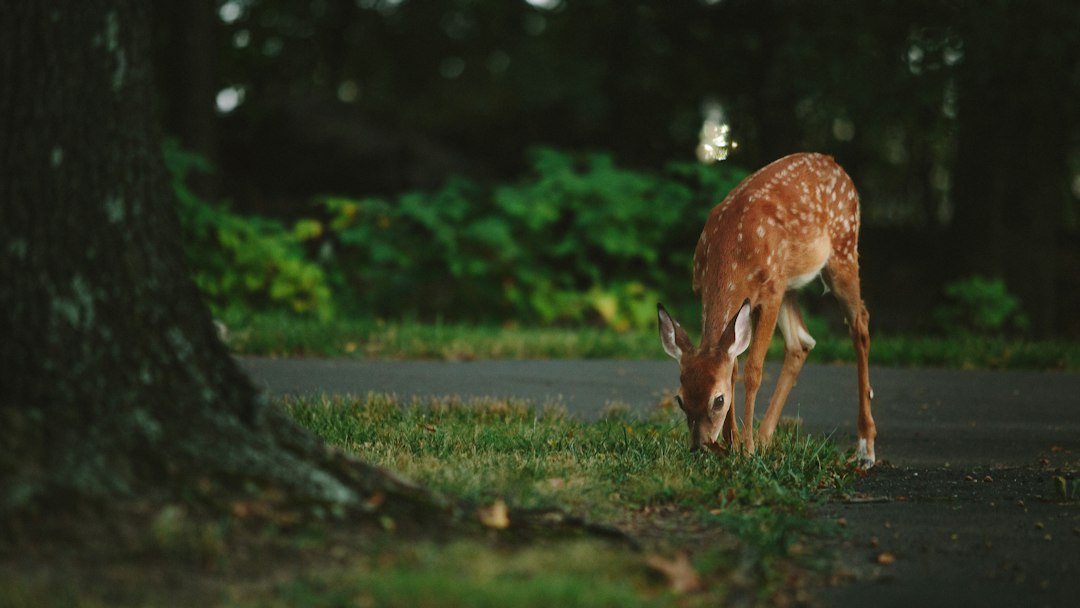 Deer in a woodland clearing