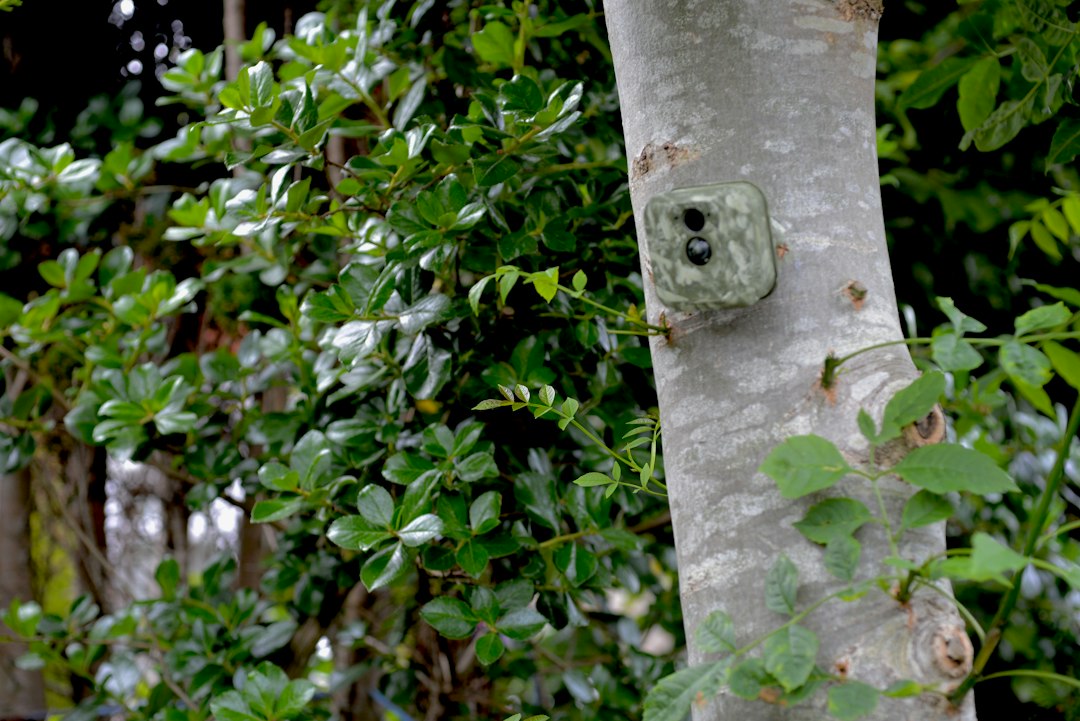 Trail camera mounted on a tree for wildlife observation