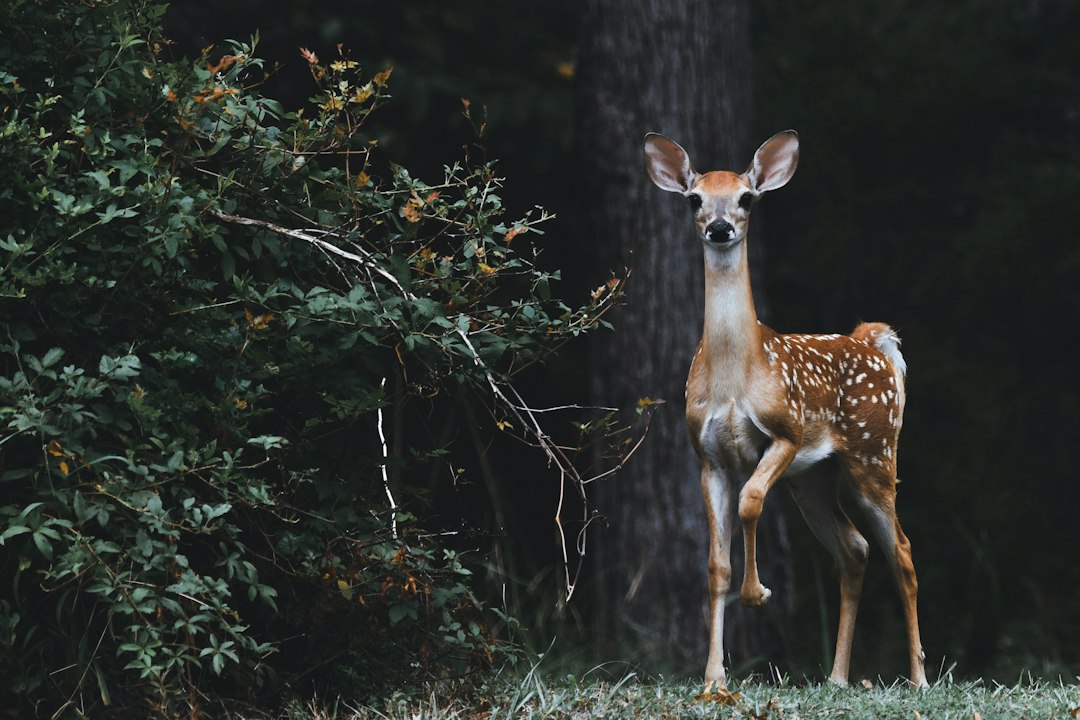 White-tailed deer photographed in Texas woods, the intended hunting-land setting for deer feeders
